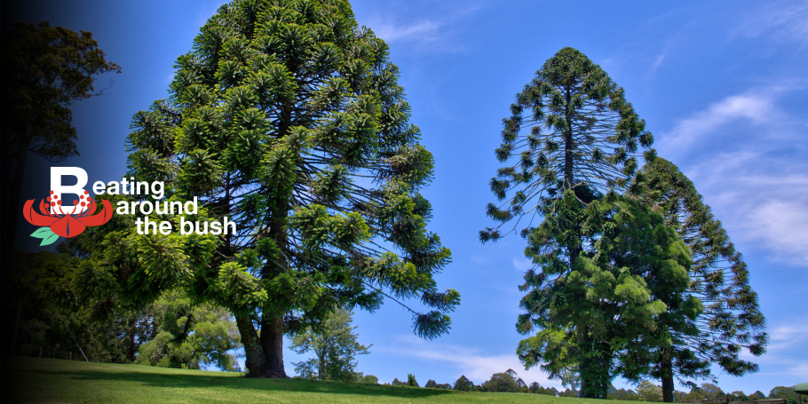 Араукария Чилийская