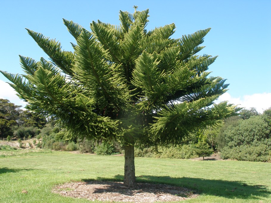 Араукария гетерофил