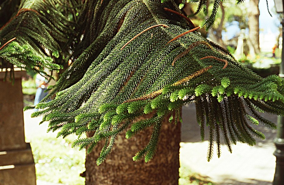 Араукария heterophylla