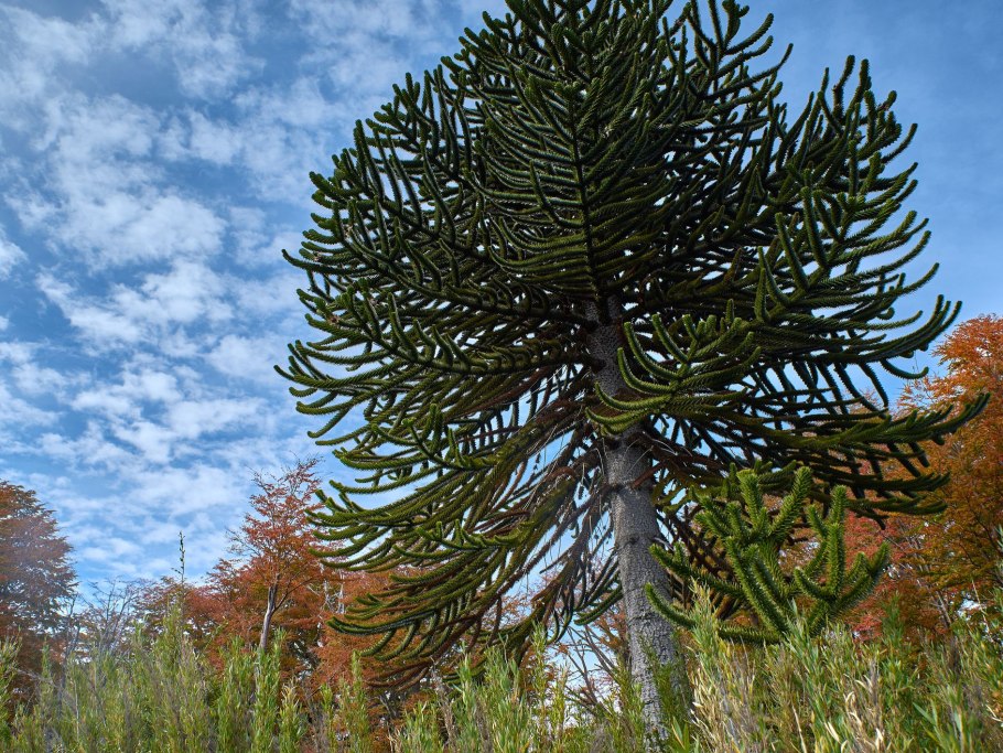 Араукария Триас