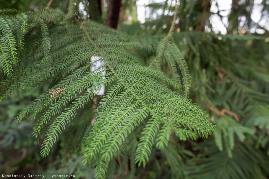 Араукария разнолистная
