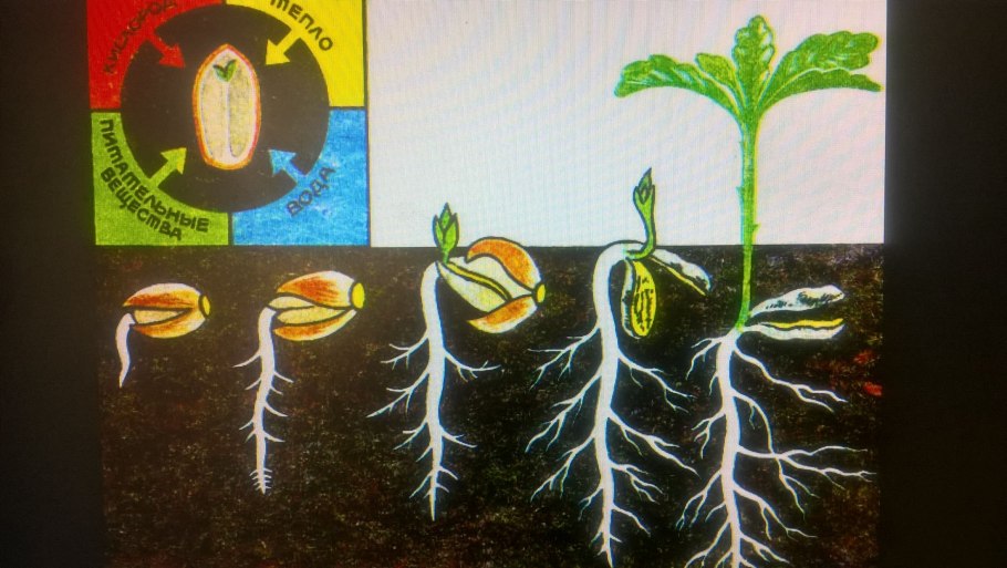 Строение цветка ромашки