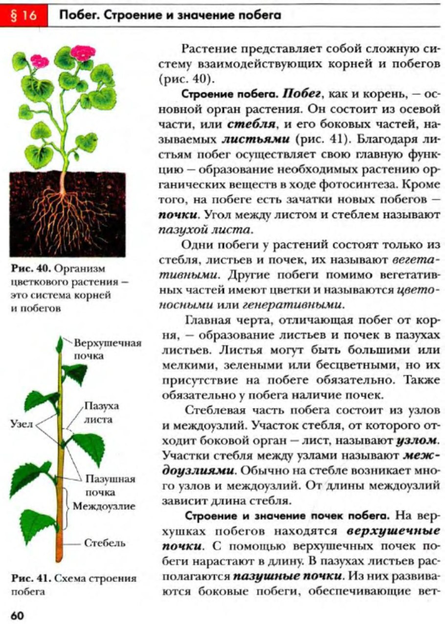 Схема развития папоротника биология