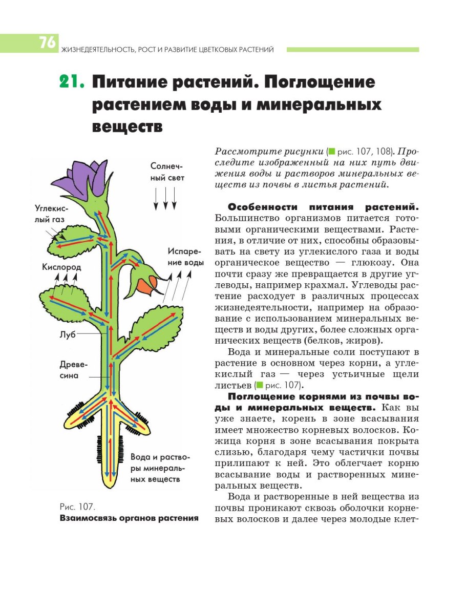 К низшим растениям относятся
