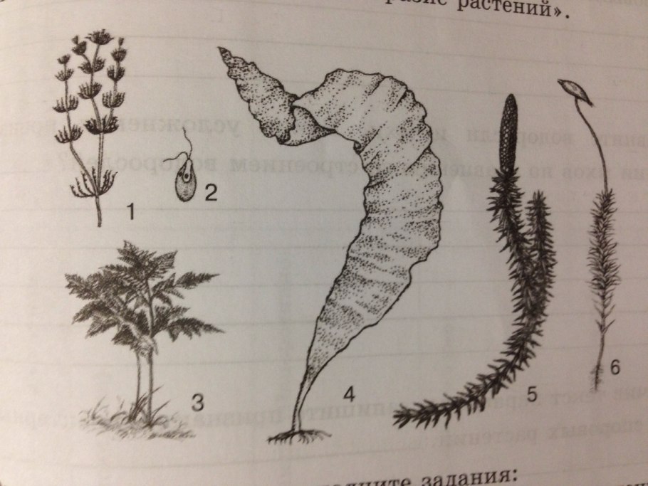 Доклад про лишайники 5 класс по биологии