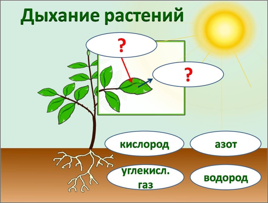 Картофель. Строение растения клубней.