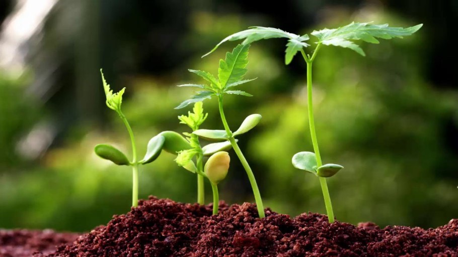 Растения учебник