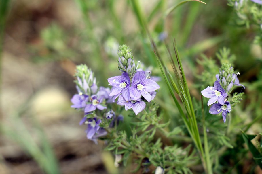 Вероника длиннолистная (Veronica longifolia)