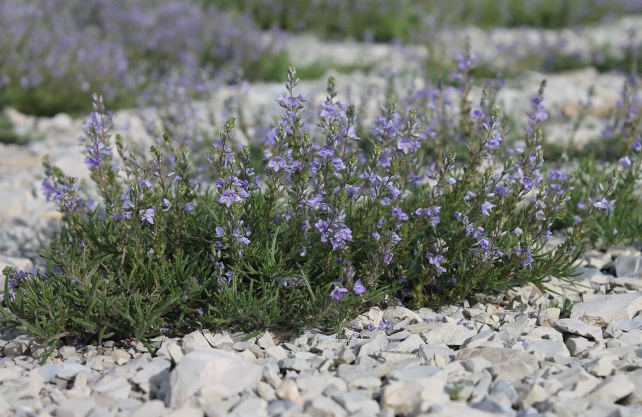 Растение Veronica spicata