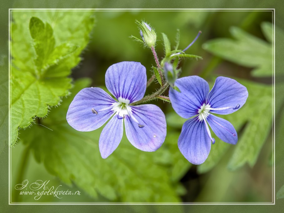 Вероника длиннолистная (Veronica longifolia)