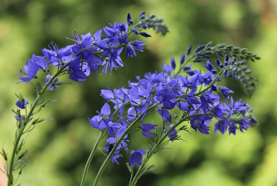 Вероника лекарственная Veronica officinalis