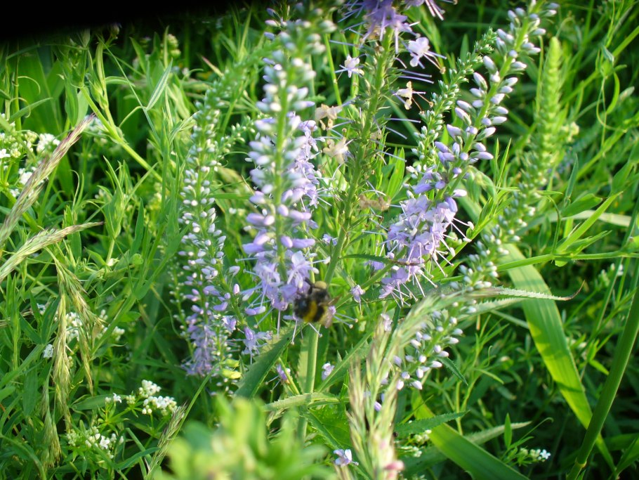 Veronica arvensis всходы