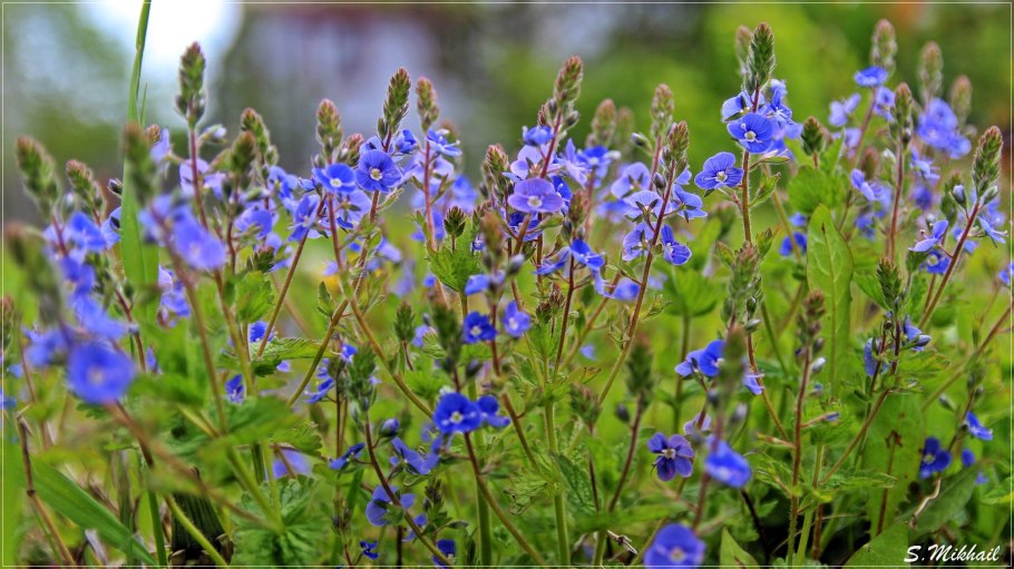 Модель Вероника Радзивиль