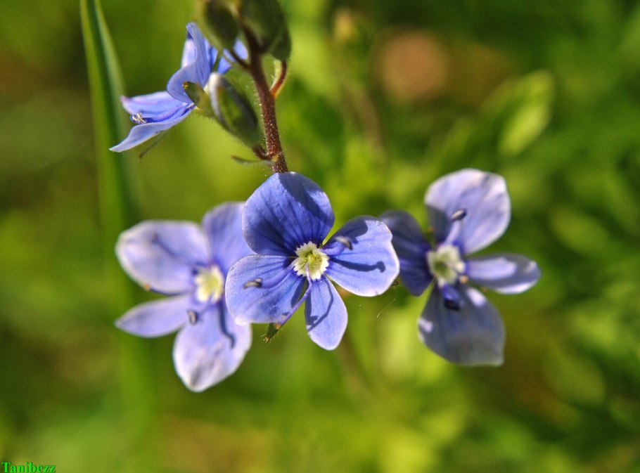 Цветы: целебное трио