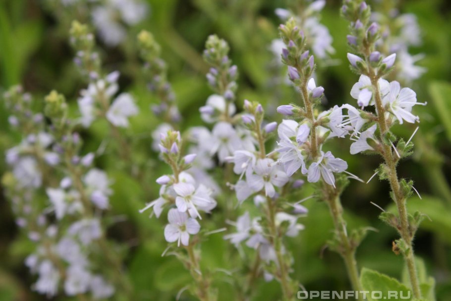 Вероника лекарственная ареал