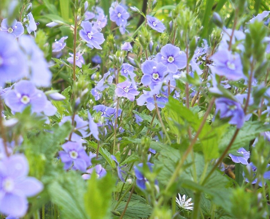 Полевые цветы Вероника длиннолистная