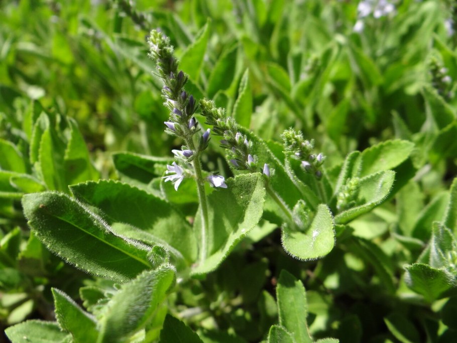 Вероника длиннолистная (Veronica longifolia &#96;Blue&#96;)