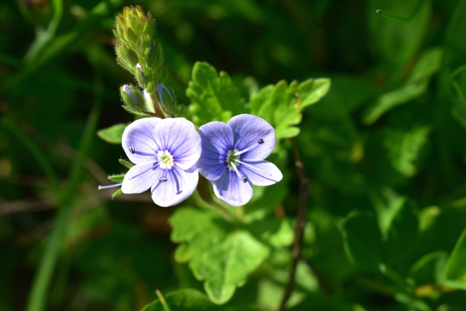 Корневище Вероники Дубравной