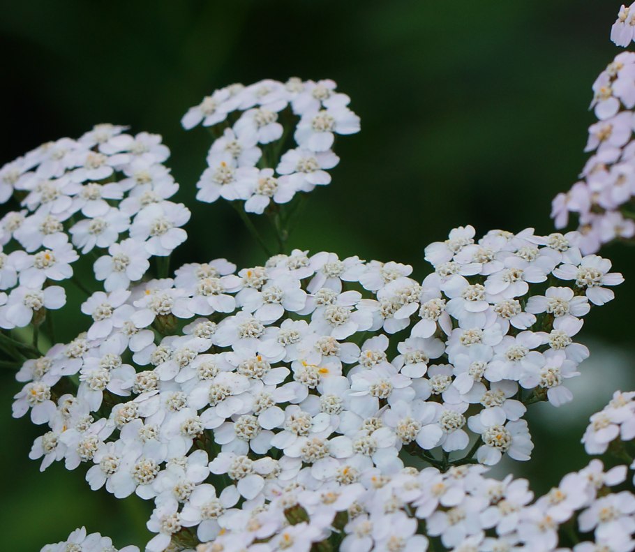 Тысячелистник Achillea moonshine