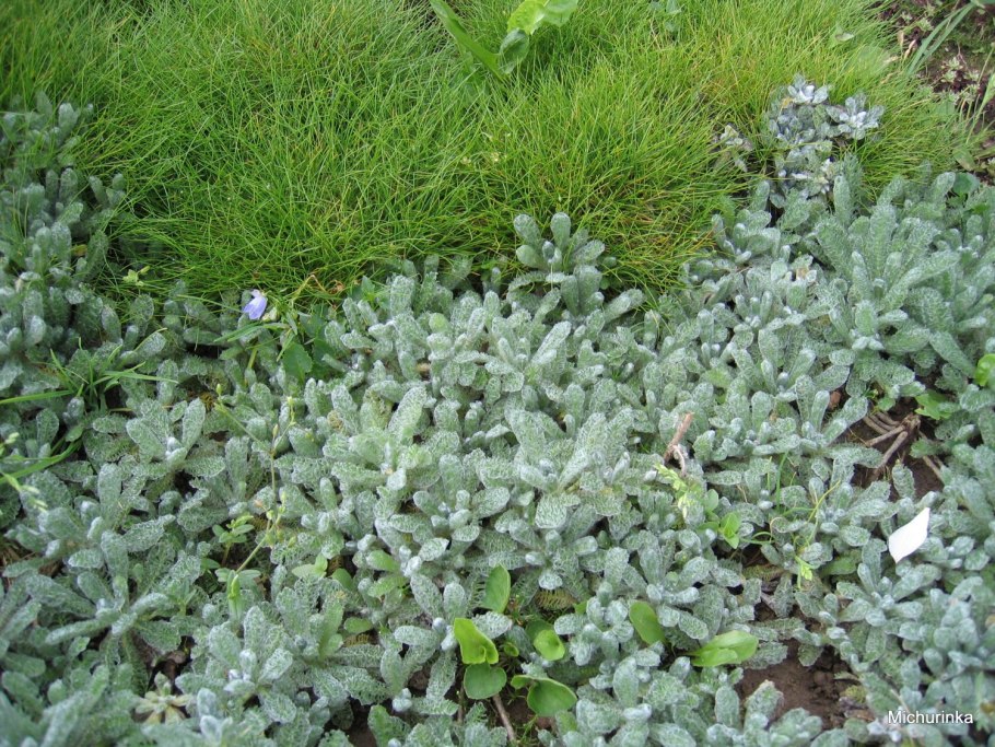 Тысячелистник войлочный (Achillea tomentosa)