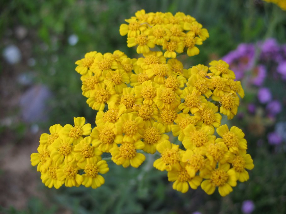 Тысячелистник войлочный (Achillea tomentosa)