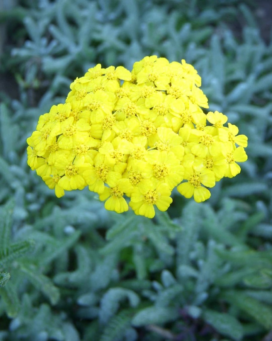 Тысячелистник обыкновенный (Achillea millefolium l.)