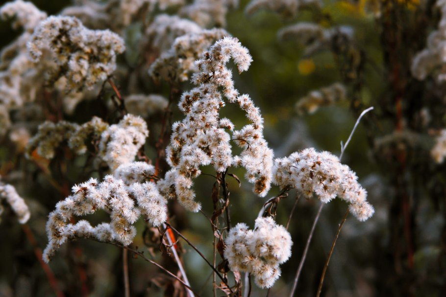 Achillea tomentosa
