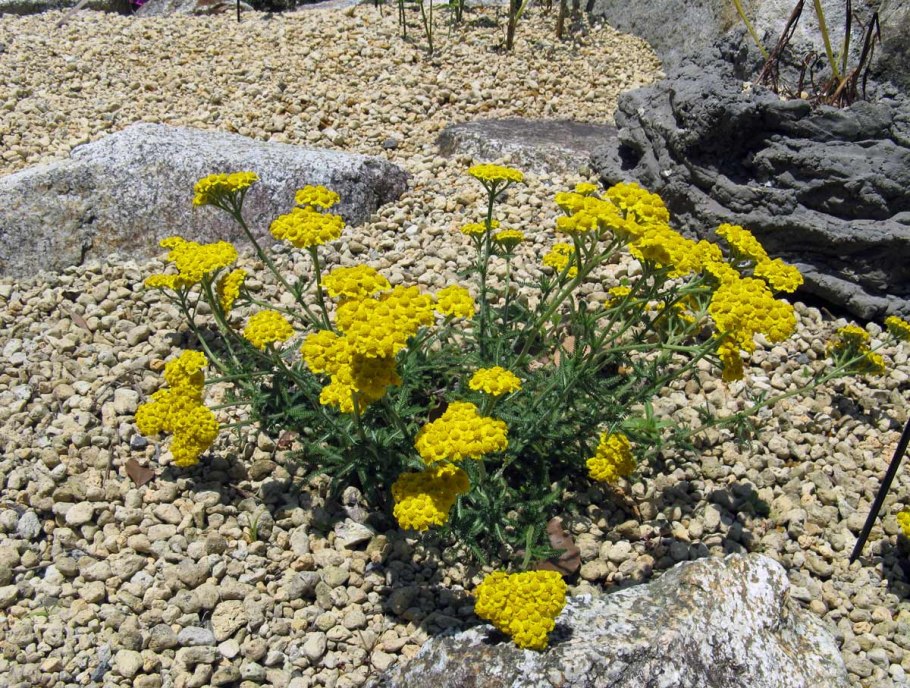 Тысячелистник Achillea moonshine