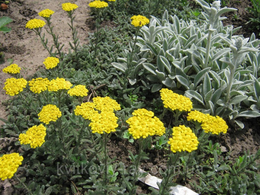 Тысячелистник зонтичный Achillea umbellata