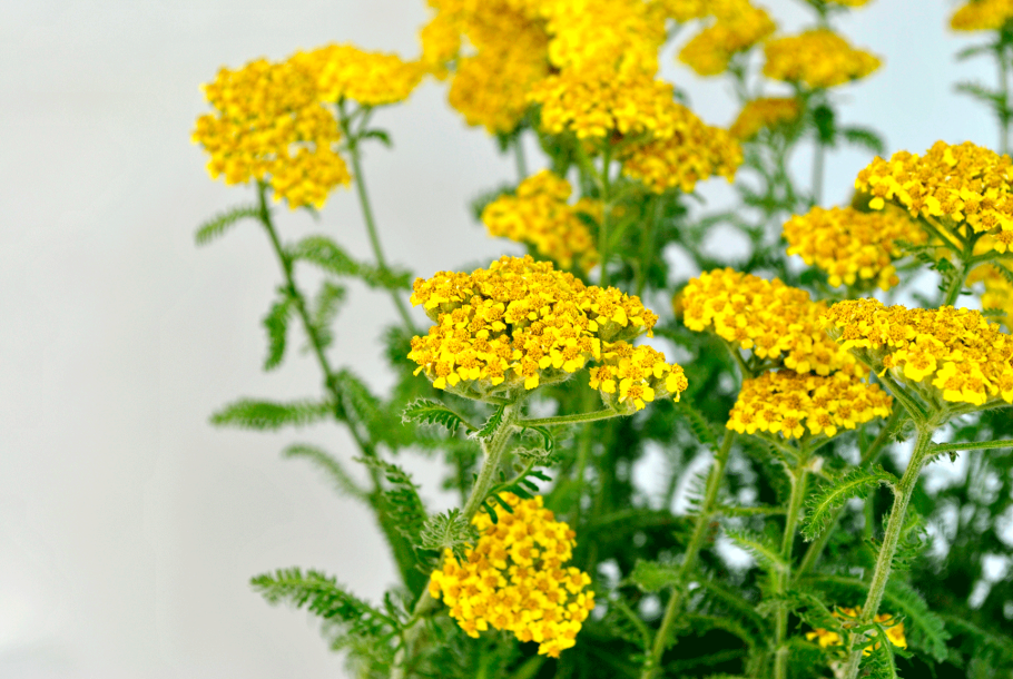Агератолистный тысячелистник (Achillea ageratifolia)