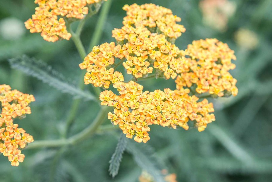 Тысячелистник войлочный (Achillea tomentosa)