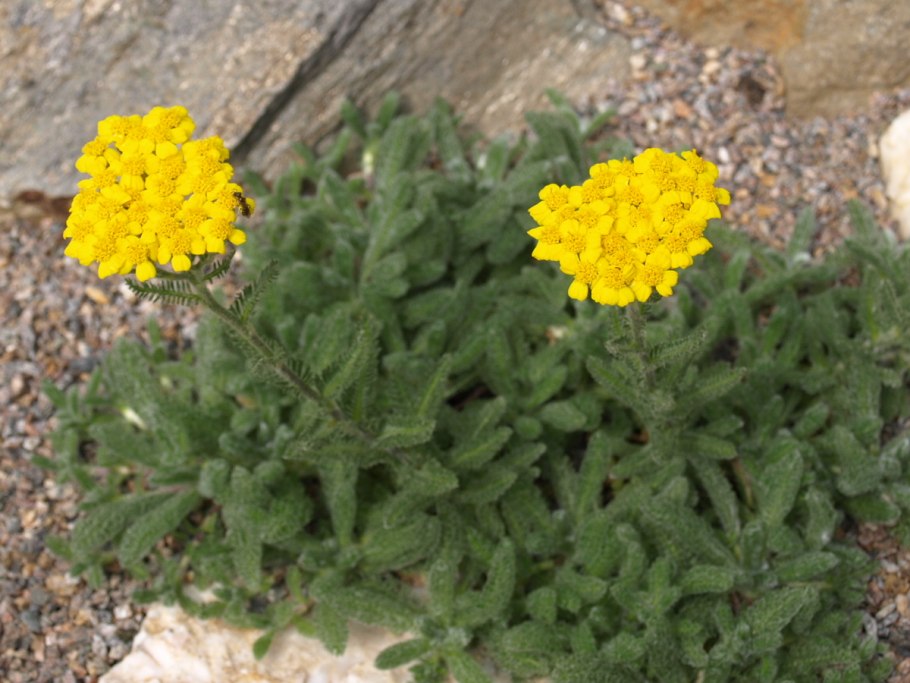 Тысячелистник войлочный (Achillea tomentosa)