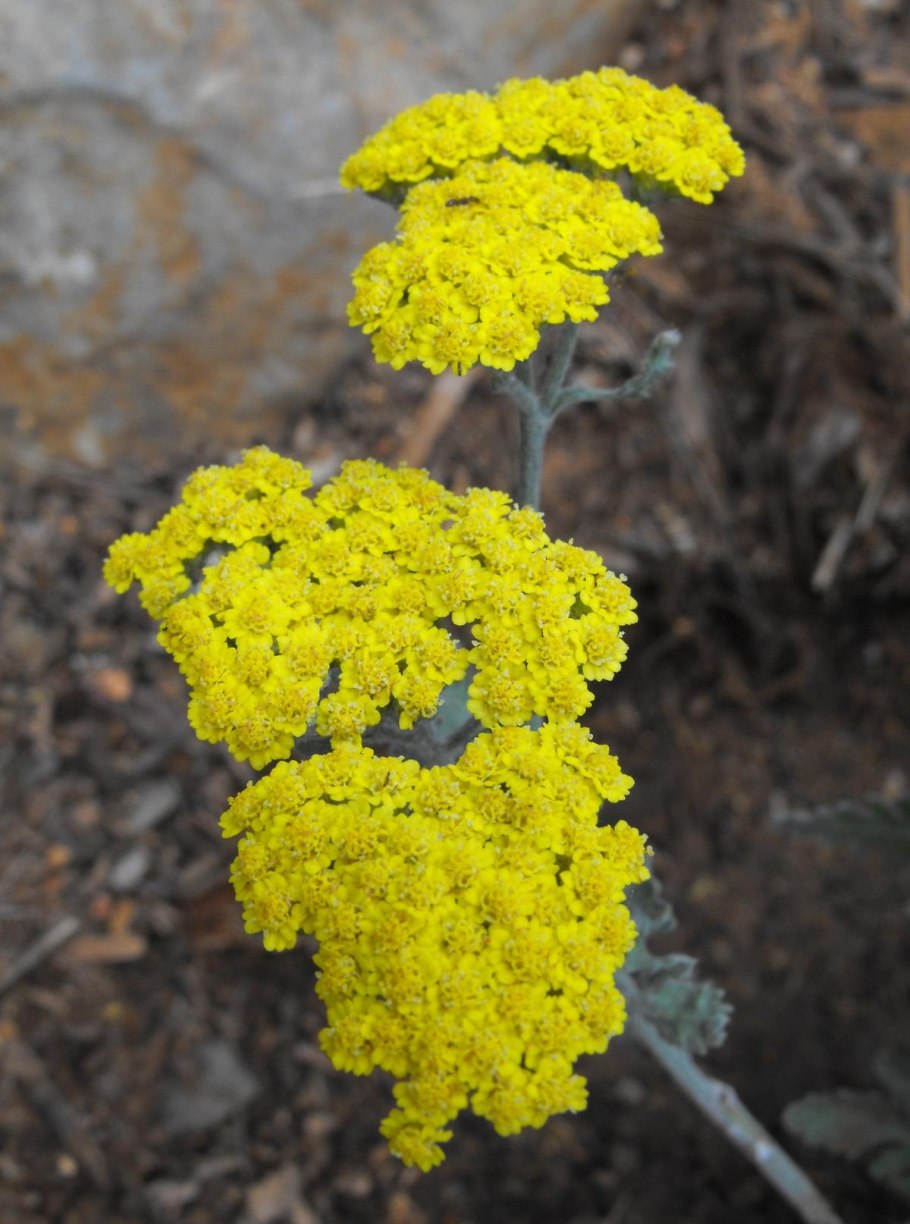 Растения Achillea salicifolia