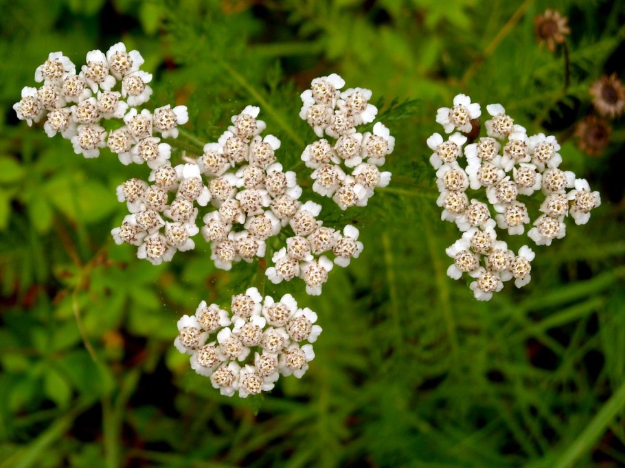 Тысячелистник войлочный (Achillea tomentosa)