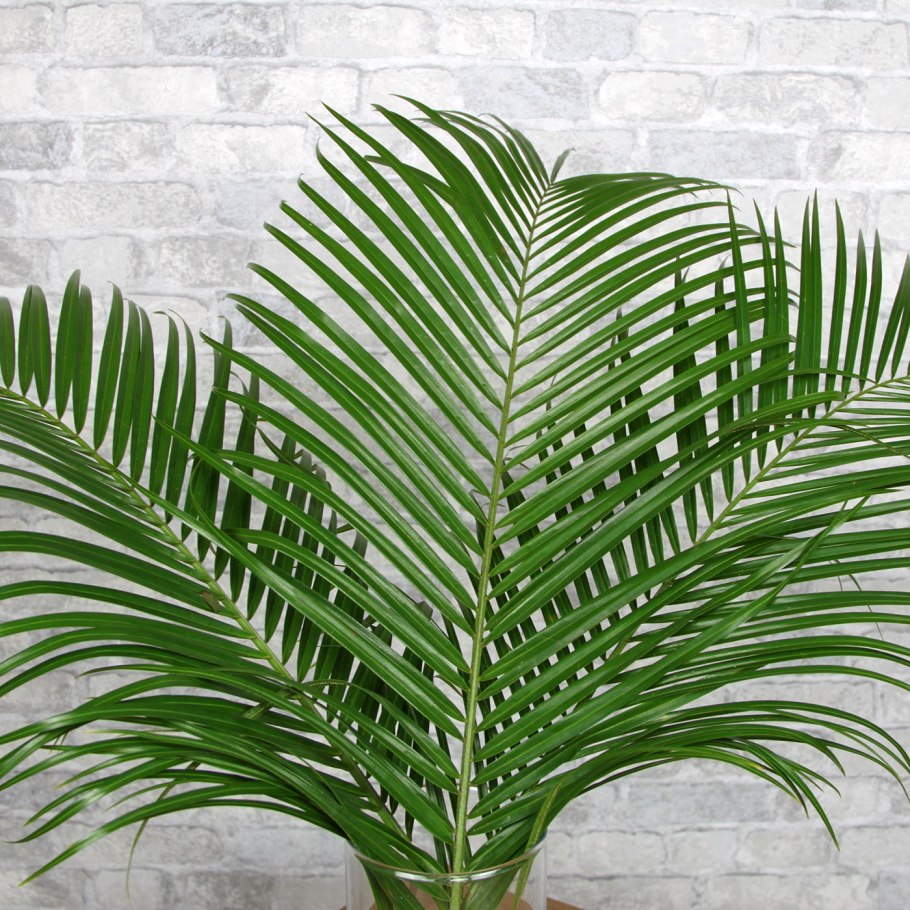 Пальма финик Робелена