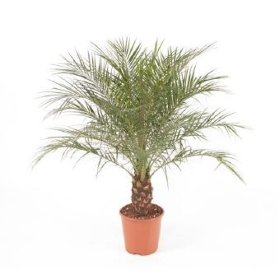 Финик Робелена Phoenix roebelenii