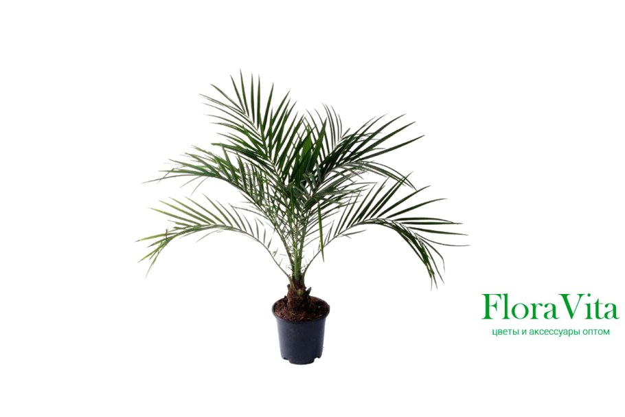 Финик робелини в горшке