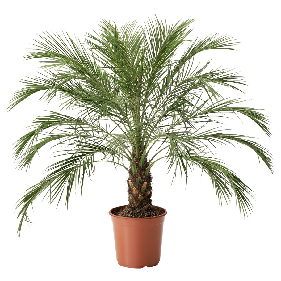 Пальма Кентия (Ховея) де Люкс