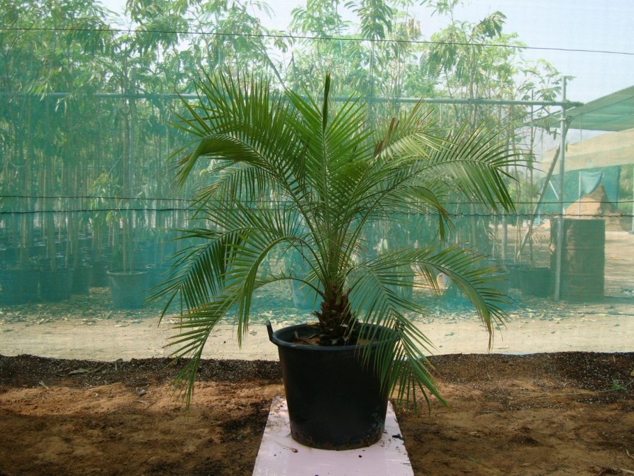 Пальма финик робелини