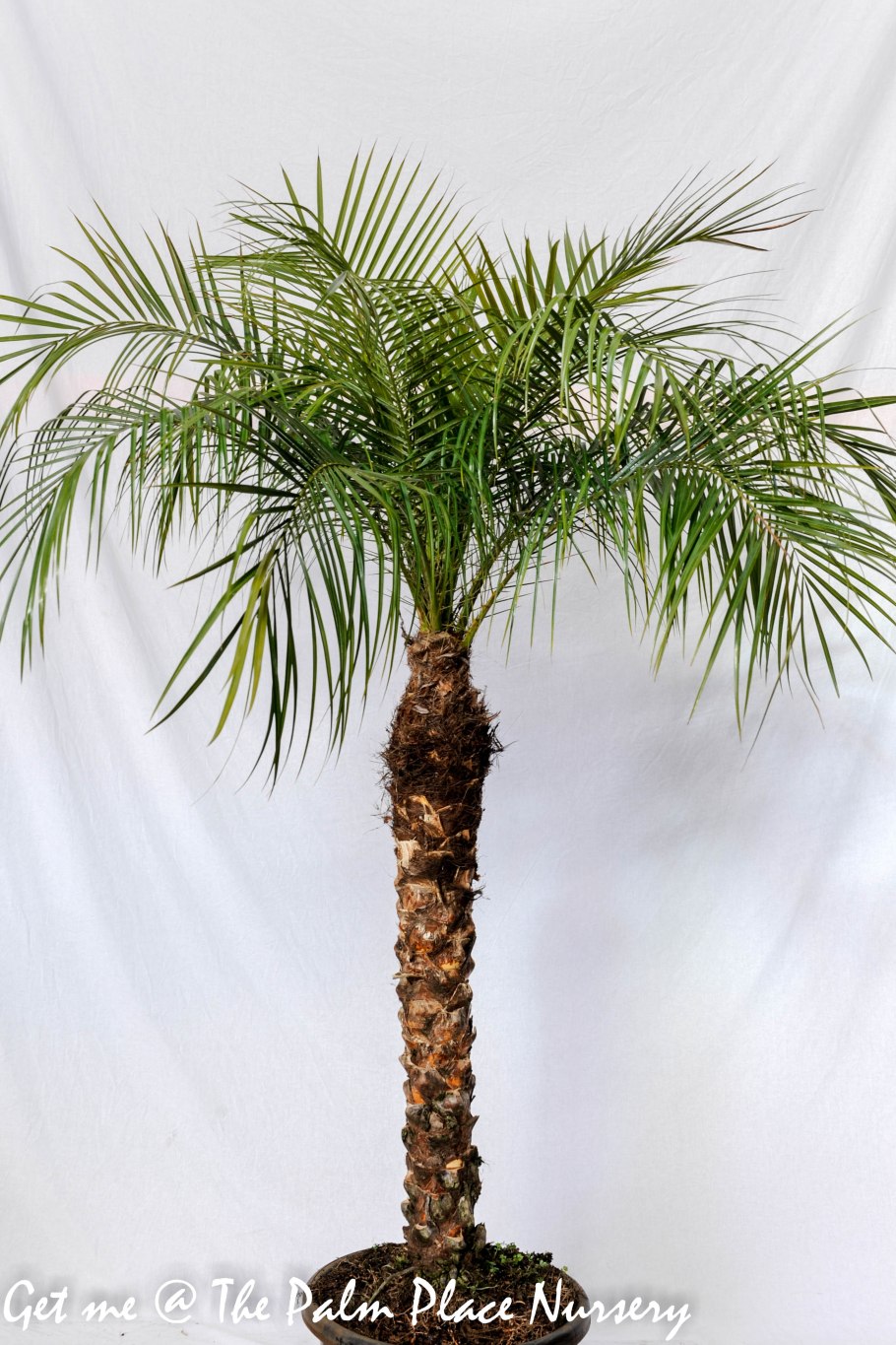 Финиковая Пальма в оранжерее