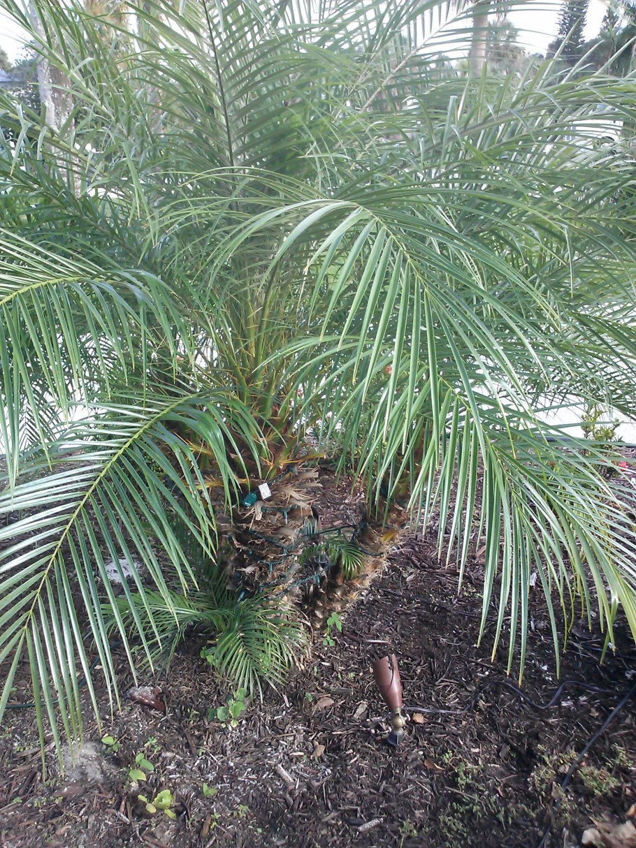 Болезни финик робелини