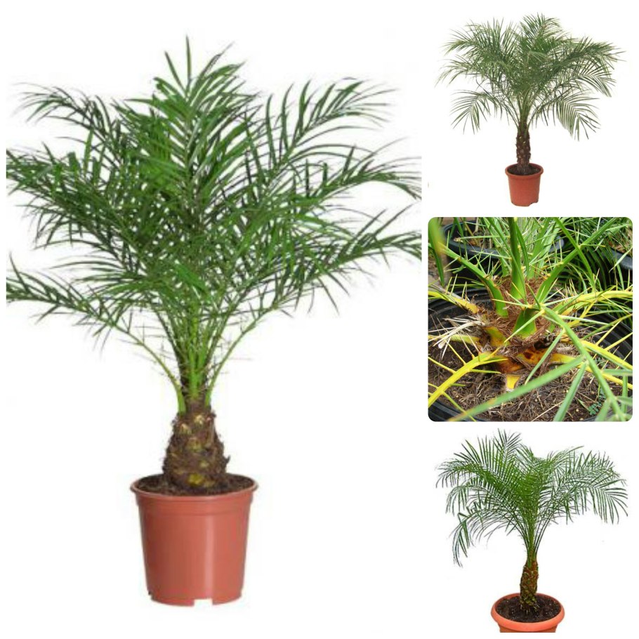 Финиковая Пальма комнатная