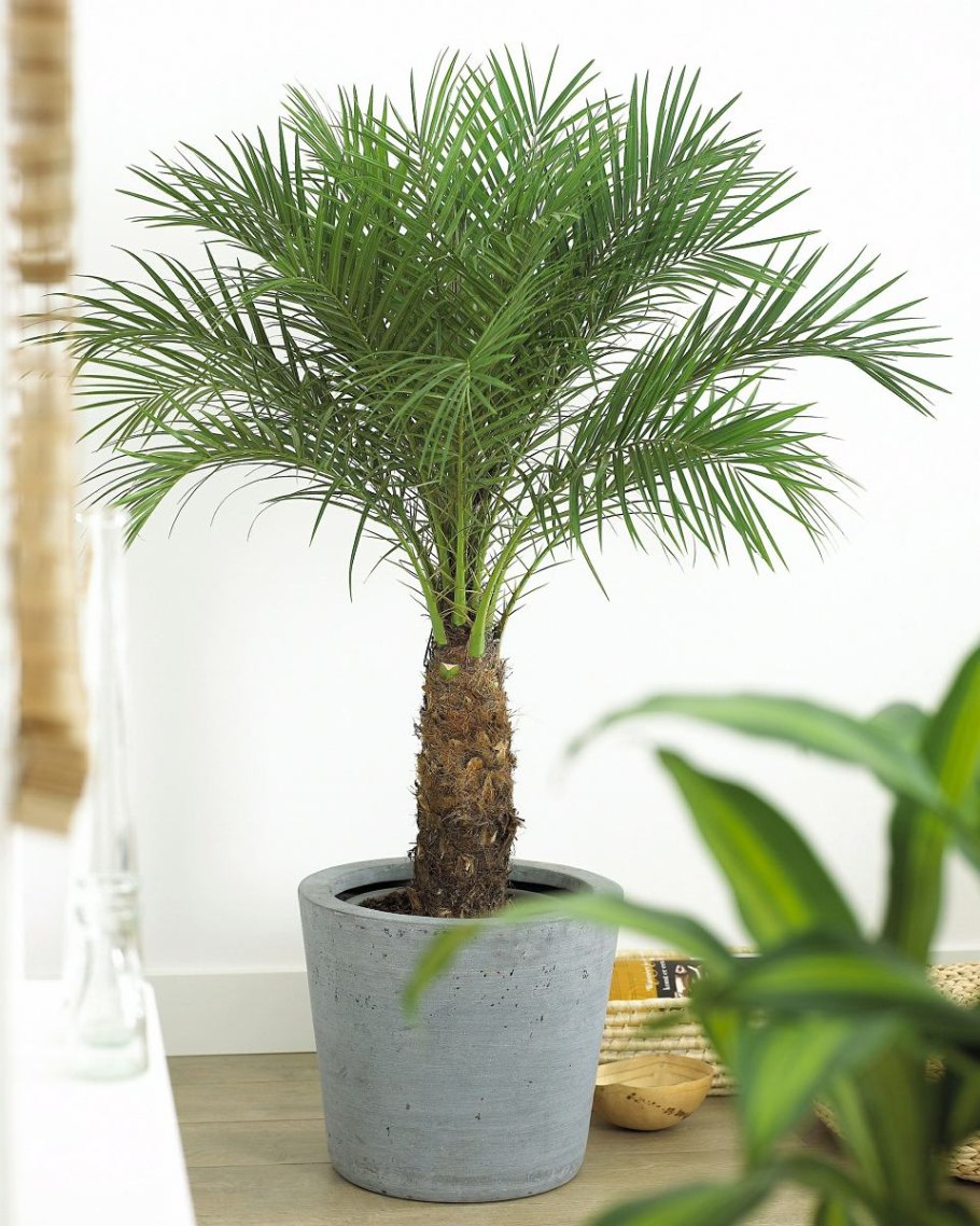 Финиковая Пальма Робелена