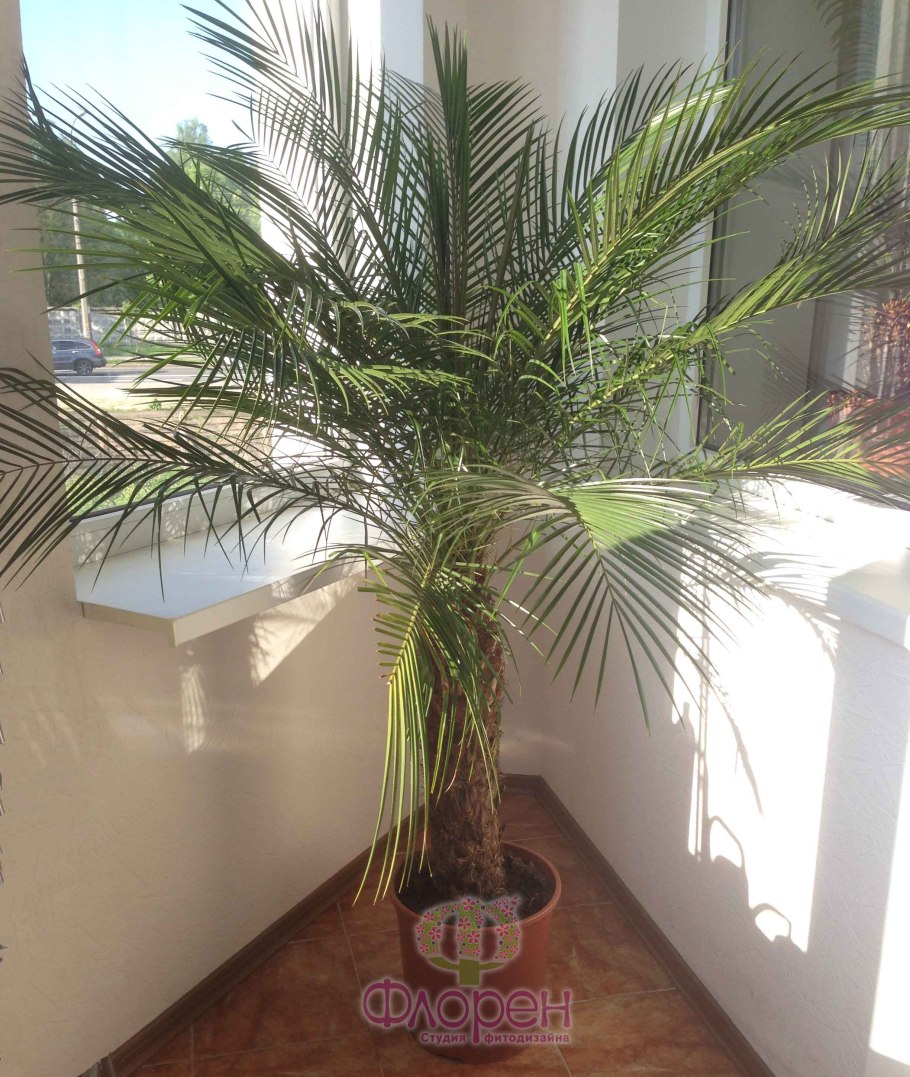 Финиковая Пальма