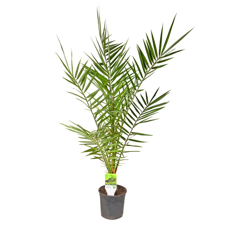 Финик канарский (d-30 h-180)