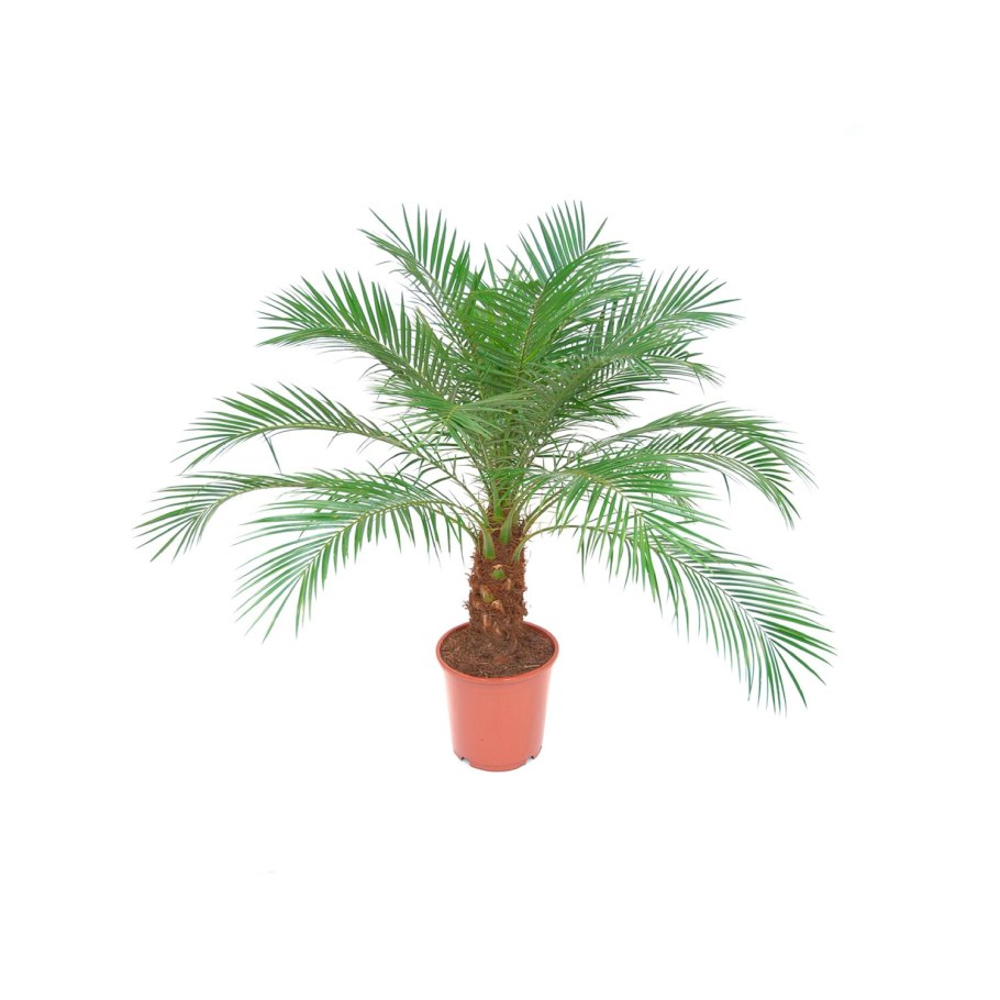 Пальма робелини