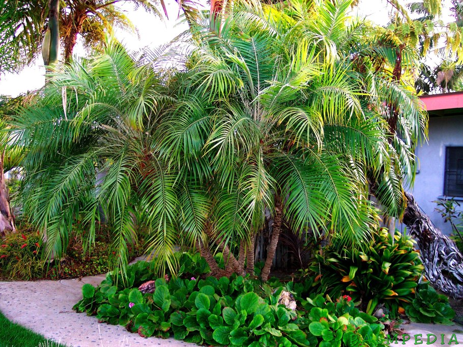 Финик канарский лист