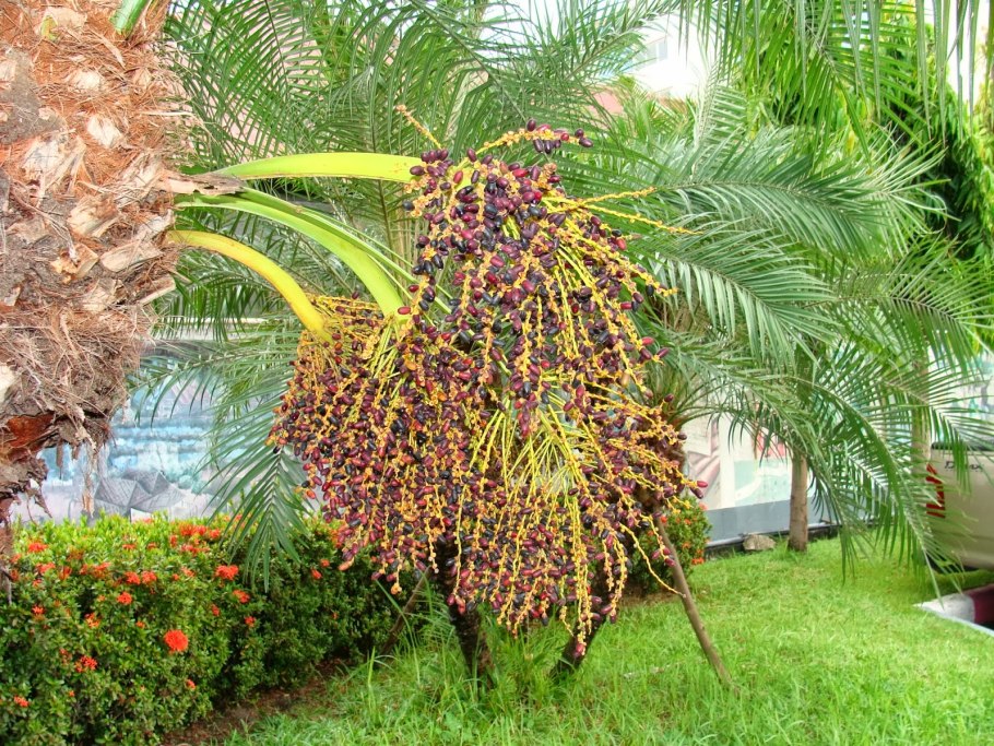 Финик робелини