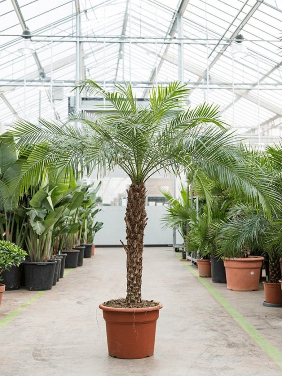 Финик робелини