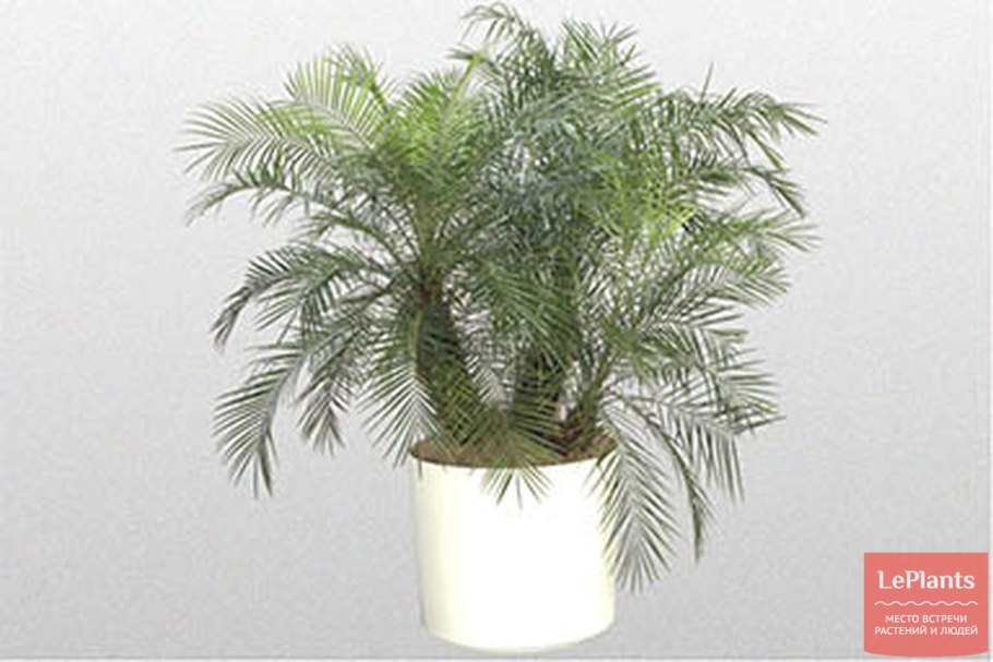 Пальма финик робелини